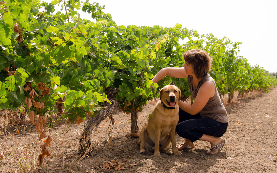 Dans les vignes